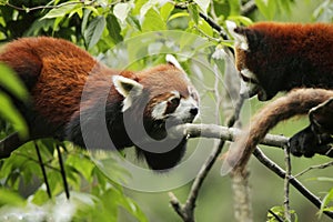 Two red pandas sitting on a branch and watching each other.