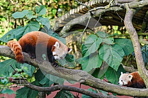 Red pandas
