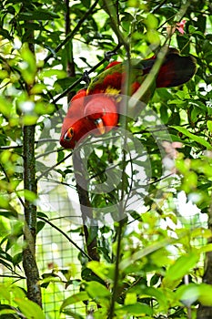 Two red parrot on the branch of tree