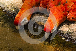 Two red parrots drinking water