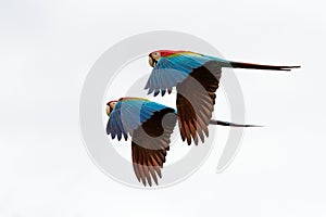 Two red parrots in flight. Macaw flying, white background, isolated birds,red and green Macaw in tropical forest, Brazil, Wildlife