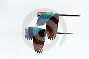 Two red parrots in flight. Macaw flying, white background, isolated birds,red and green Macaw in tropical forest, Brazil