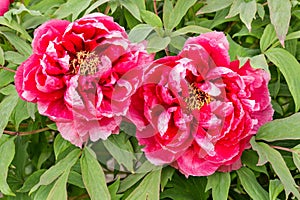 two red peonies koi kagura