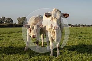 Two red pied cows, heifer, approaching, standing in a pasture, and a faraway straight horizon.