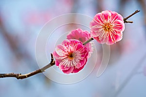 Two red plum flowers