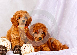 Two red poodles sit on a gray background. Lovely puppies with decorative balls.