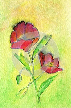 Two Red Poppies