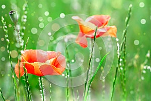 Two red poppies in field. Flowers on green background