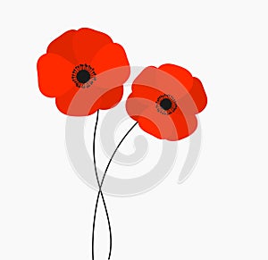 Two red poppies flowers growing isolated on white background