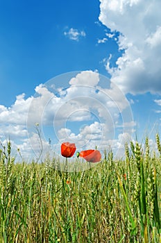 Two red poppies on green field