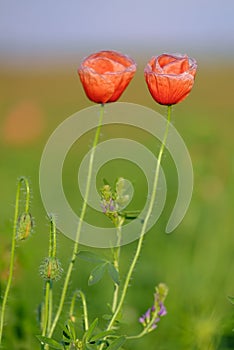 Two poppies growing on a poppy field with a green blurry background 2