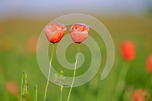 Two poppies growing on a poppy field with a green blurry background 1