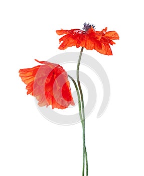 Two red poppies isolated on white background