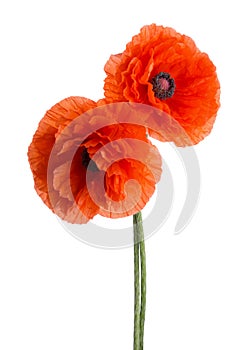 Two red Poppies isolated on white background