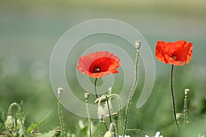 Two red poppies and some steels with a green soft background