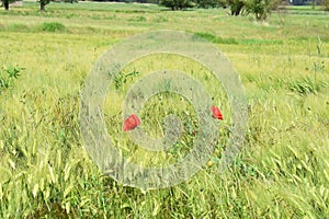 two red poppy flowers in the green grain field photo
