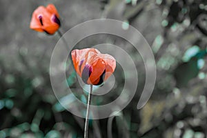Two red poppy in focus