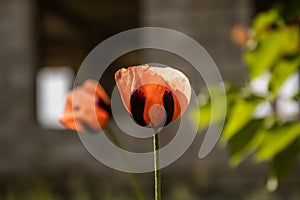 Two red poppy in focus