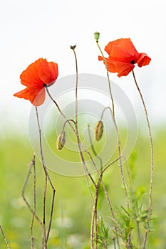 Two red poppy heads in a meadow