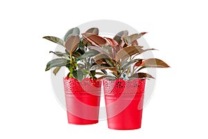 Two red pots with Ficus Elastica