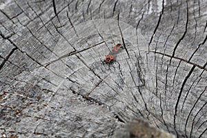 Two red Pyros bugs mate on the cut of wood