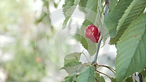 Two red ripe cherries hang on tree branch and sway in the wind