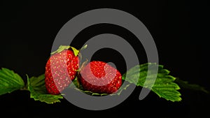 Two red ripe juicy strawberries, green leaves, black background.