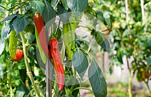 Two red ripe peppers on a branch with green peppers. Growing a crop of vegetables in your garden