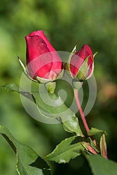 Two red rose buds, flower stem with leaves and blurry background