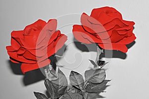 Two red rose with a color concept photo