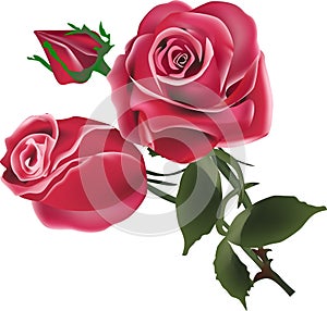 Two red rose flowers and bud on white