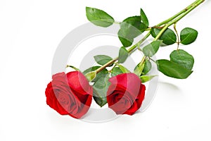 two red roses