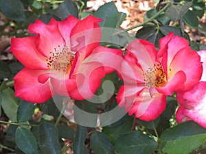 Red and white roses growing in an outdoor garden