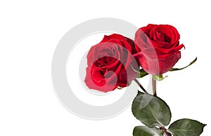 Two red Roses isolated on white background
