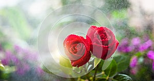 Two red roses nestle together in rain day photo