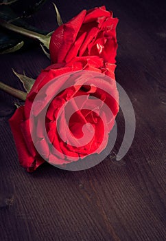 Two red roses on old wood, old style, background, valentine day and love concept