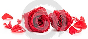 Two red roses with petals in dew drops. Isolate on white background