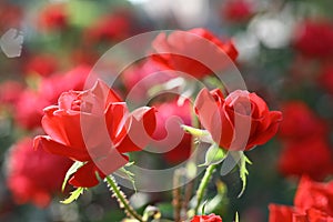Two red roses in the rose garden.