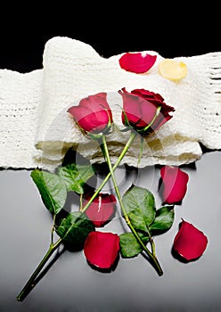 Two red roses together with red petals on a black background