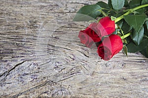 Two red roses for Valentine holiday