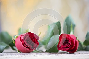 Two red roses for Valentine holiday