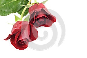 Two Red Roses White Background