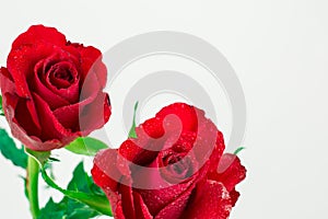 Two red roses on white background