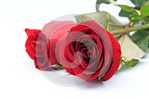 Two red roses on white background