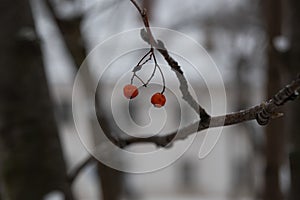 Two red rowan berries hanging on the branches of a tree.