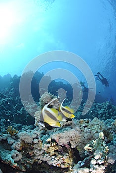 Two Red Sea bannerfish with scuba divers.