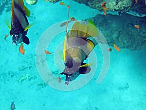 Two Red Sea bannerfish in the shadow of a coral reef 2678
