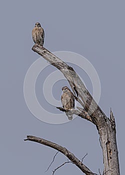 Two Red Shouldered Hawks Posing inn a Dead Tree