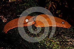 Two red slugs Arion rufus, also known as the large red slug, chocolate arion and European red slug