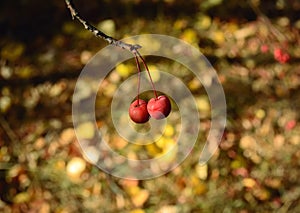 Two red small wild apples hang on a branch close-up
